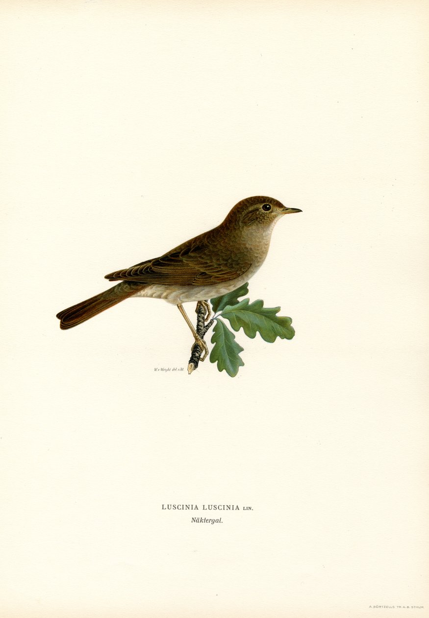 Trost nattergal (farge litho) av Magnus Ferdinand and Wilhelm von Wright
