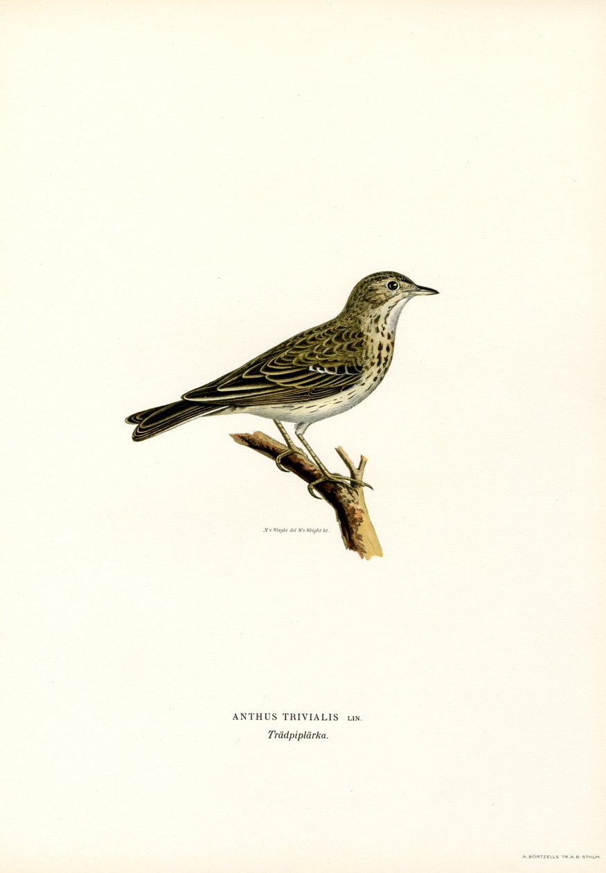 Tree Pipit (farge litho) av Magnus Ferdinand and Wilhelm von Wright