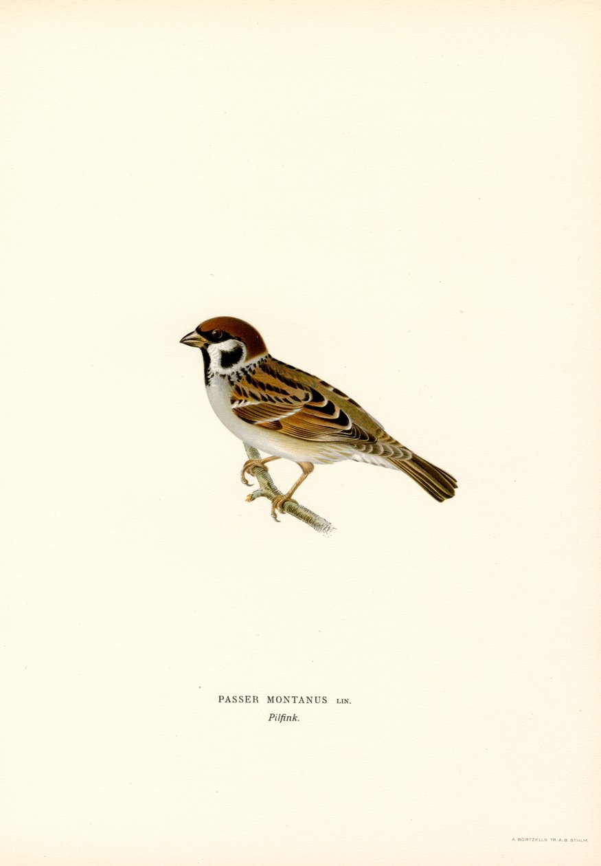 Trespurv (farge litho) av Magnus Ferdinand and Wilhelm von Wright