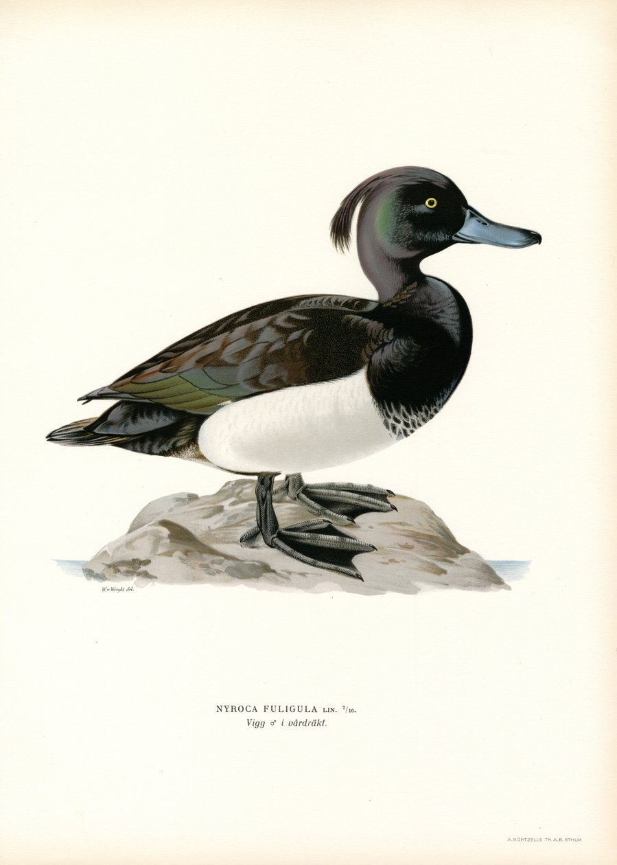 Tufted Duck (farge litho) av Magnus Ferdinand and Wilhelm von Wright