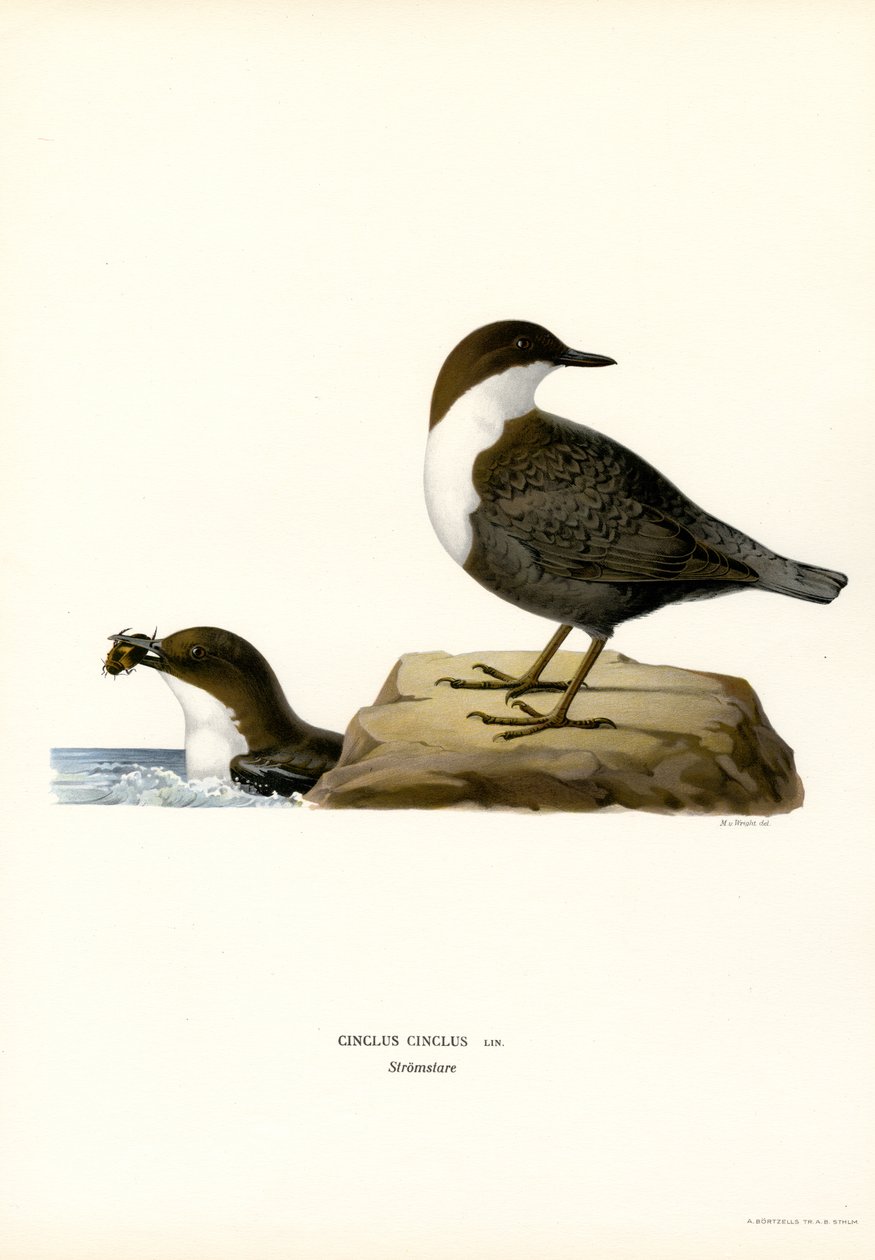 Vannouzel (farge litho) av Magnus Ferdinand and Wilhelm von Wright