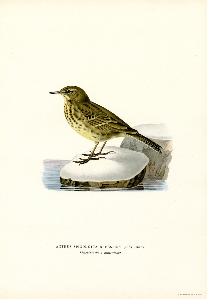 Vannpiper (farge litho) av Magnus Ferdinand and Wilhelm von Wright