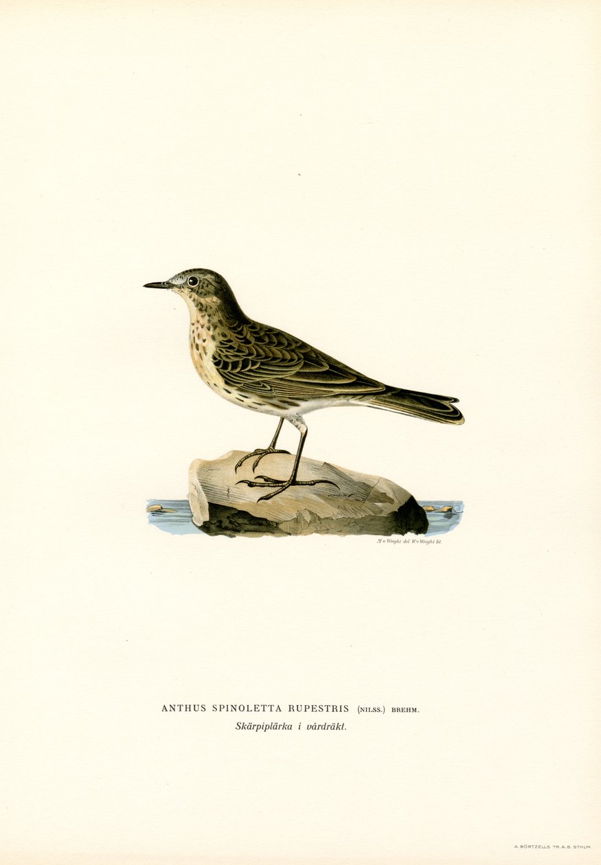 Vannpipe (farge litho) av Magnus Ferdinand and Wilhelm von Wright