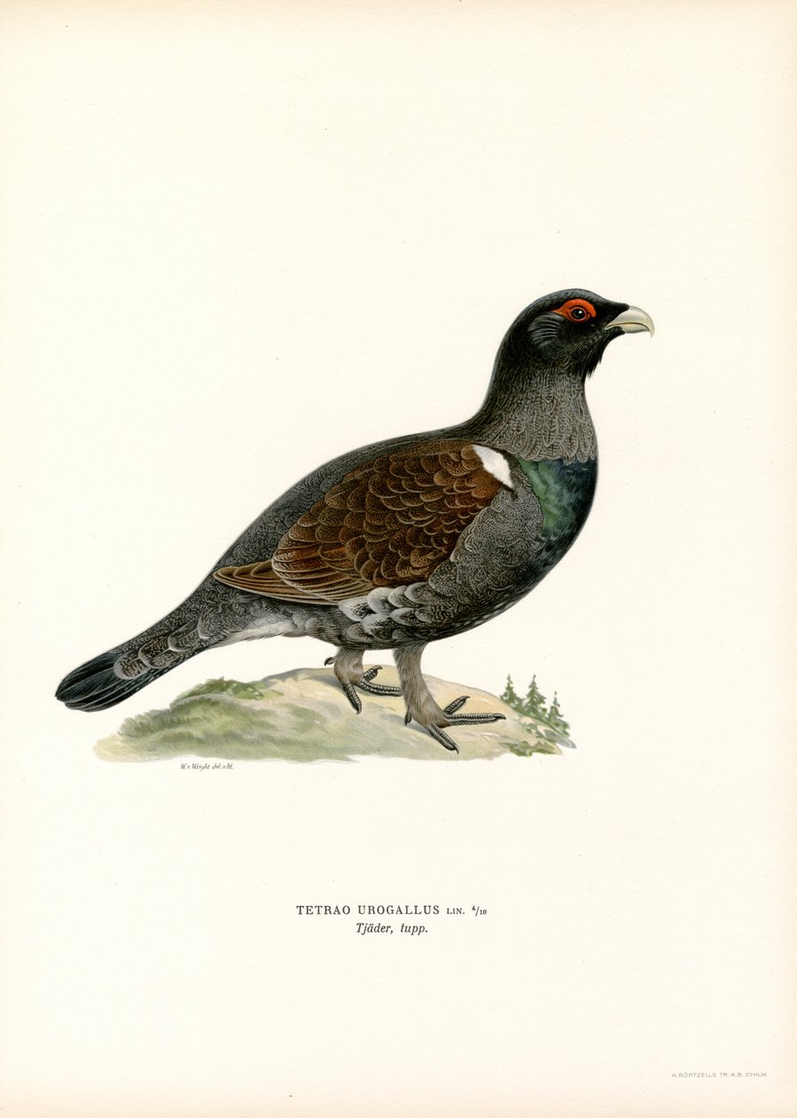 Western Capercaillie (farge litho) av Magnus Ferdinand and Wilhelm von Wright