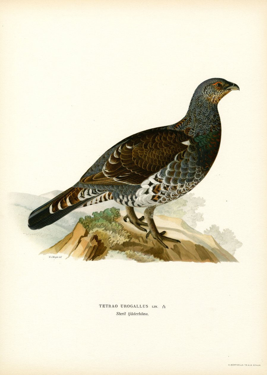 Western Capercaillie (farge litho) av Magnus Ferdinand and Wilhelm von Wright