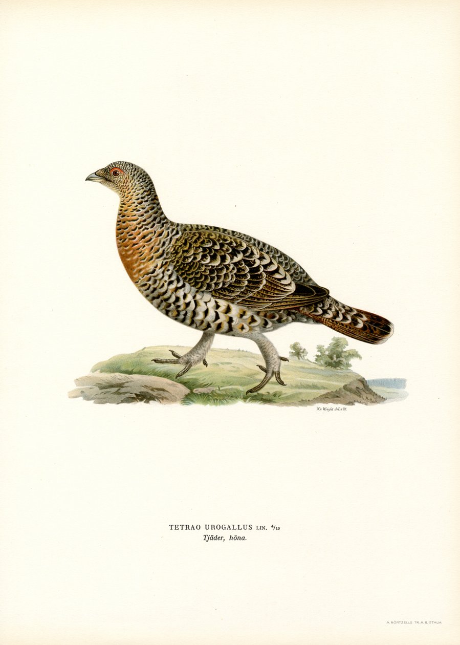 Western Capercaillie (farge litho) av Magnus Ferdinand and Wilhelm von Wright