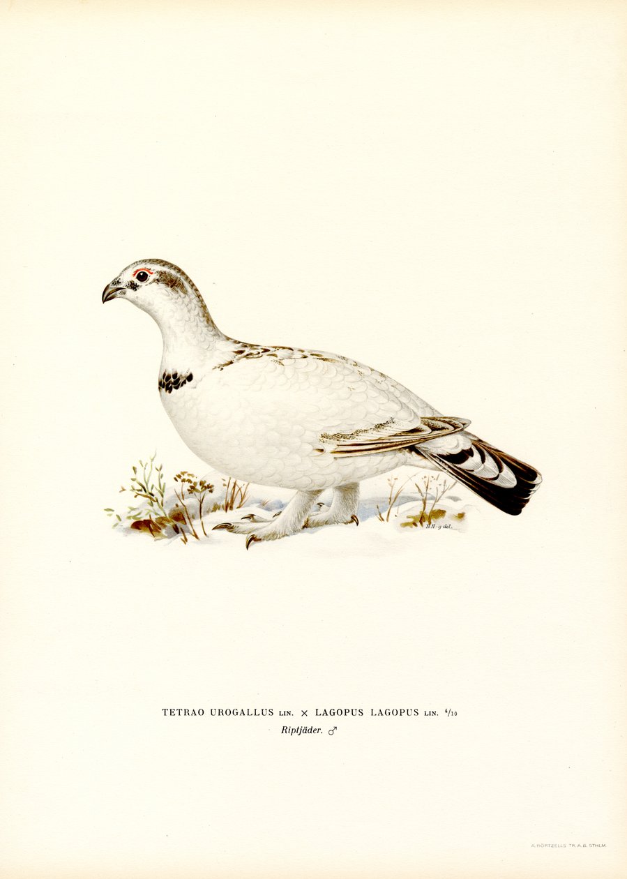 Western Capercaillie x Willow Ptarmigan (farge litho) av Magnus Ferdinand and Wilhelm von Wright