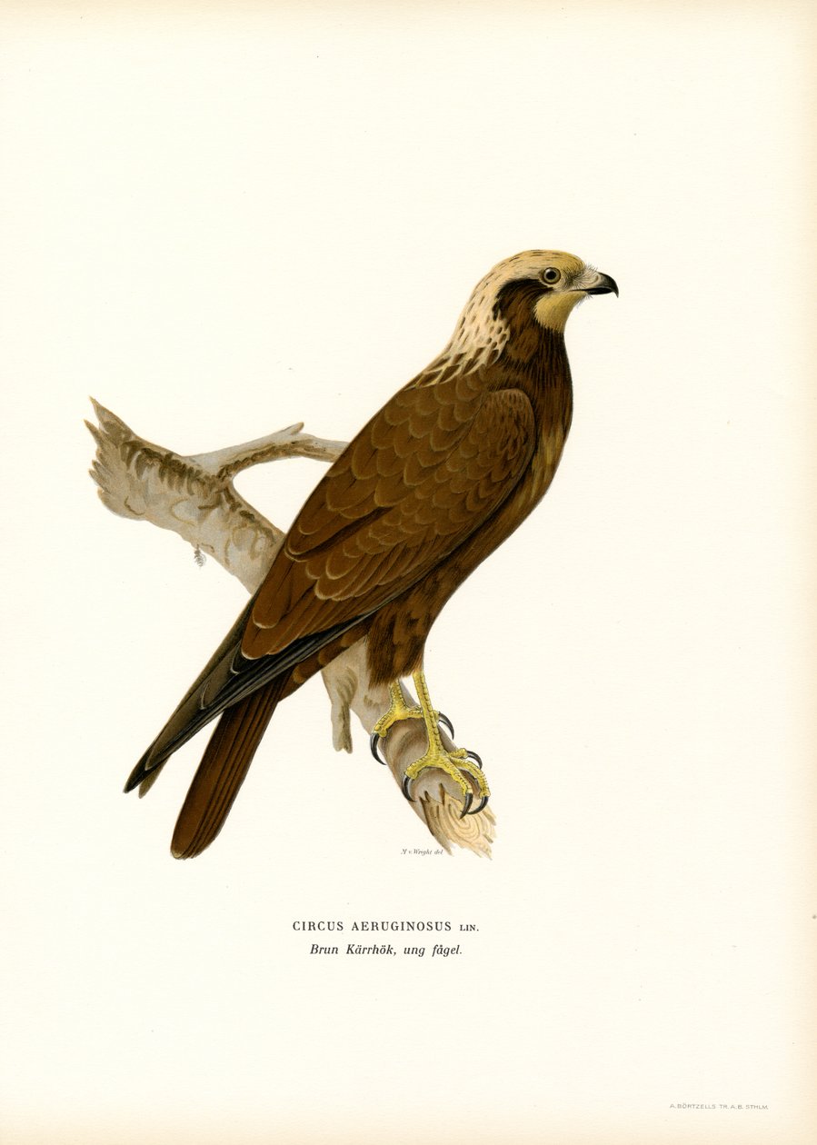 Western Marsh Harrier (farge litho) av Magnus Ferdinand and Wilhelm von Wright