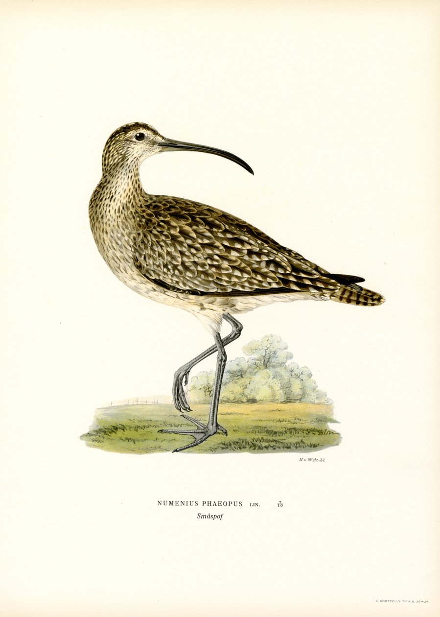 Whimbrel (farge litho) av Magnus Ferdinand and Wilhelm von Wright