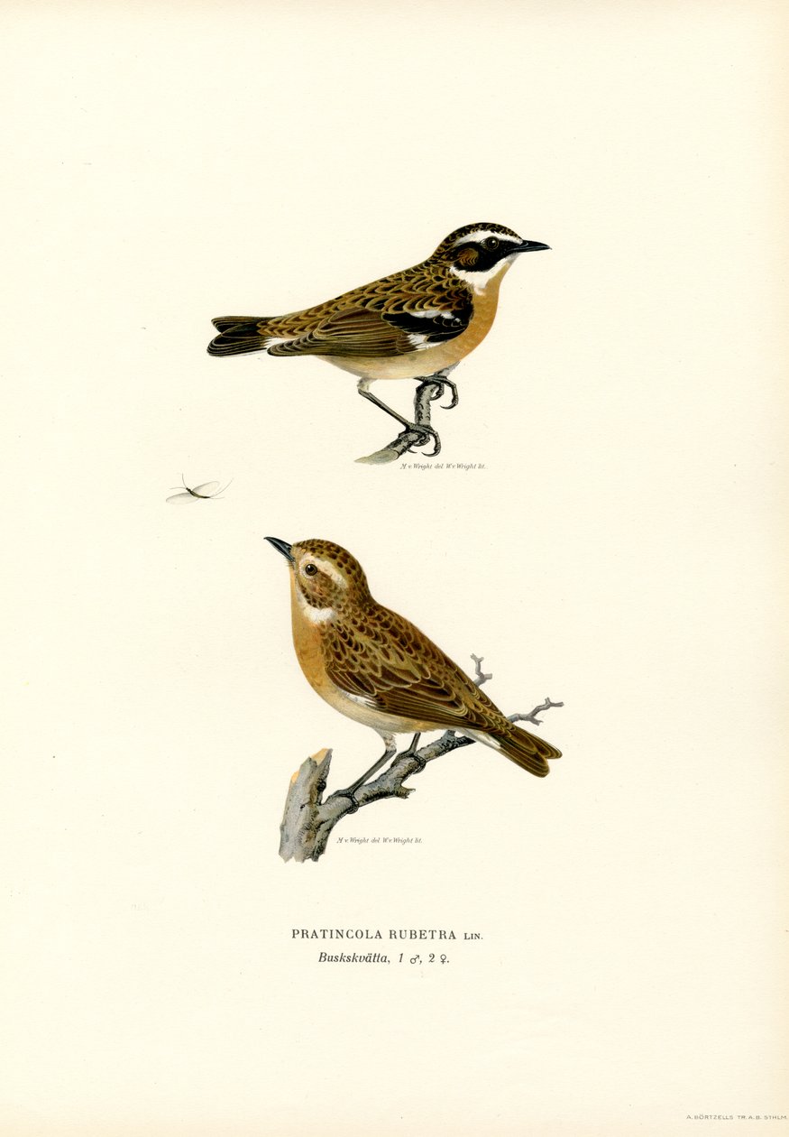 Whinchat (farge litho) av Magnus Ferdinand and Wilhelm von Wright