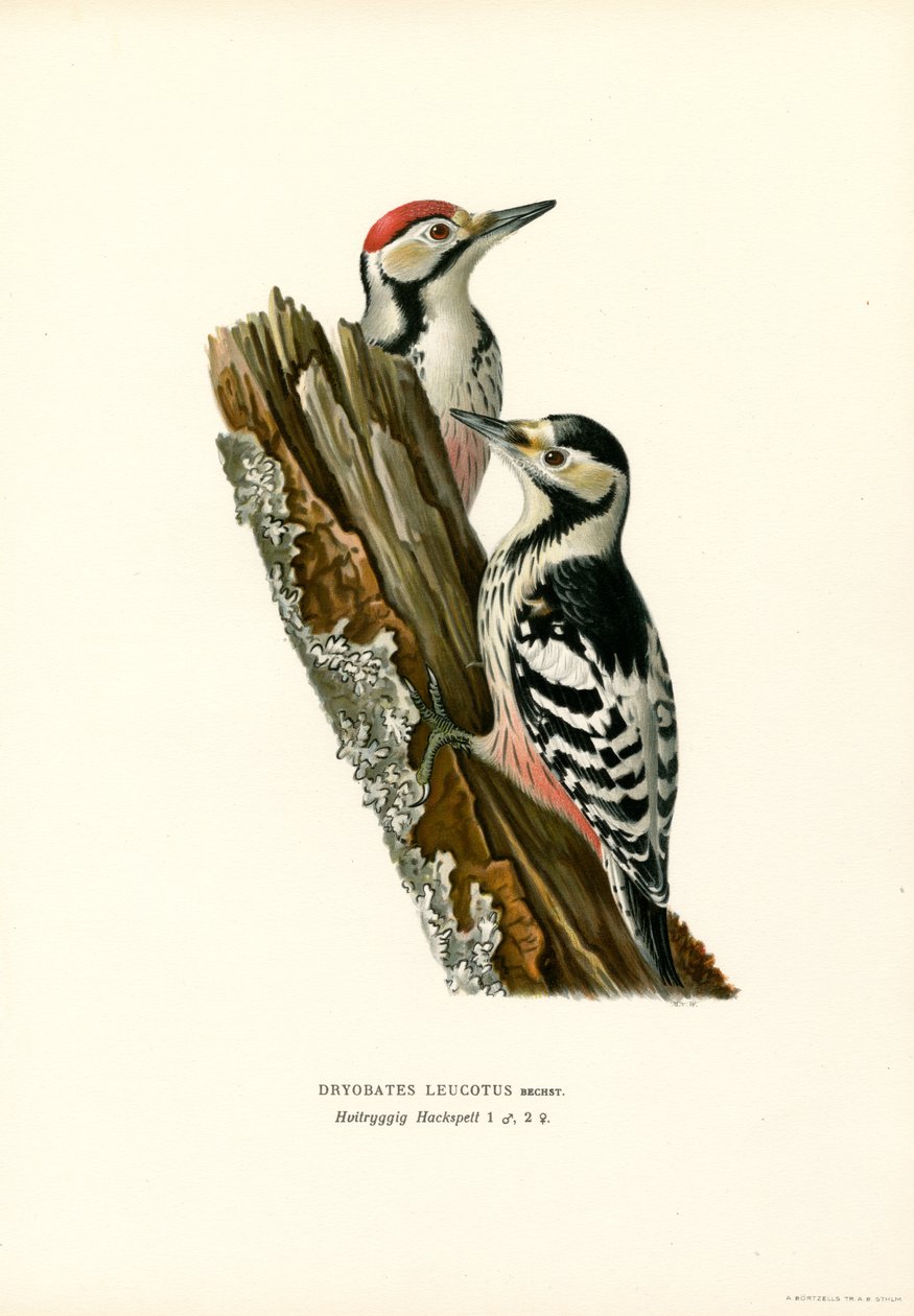 Hvitryggspett (farge litho) av Magnus Ferdinand and Wilhelm von Wright