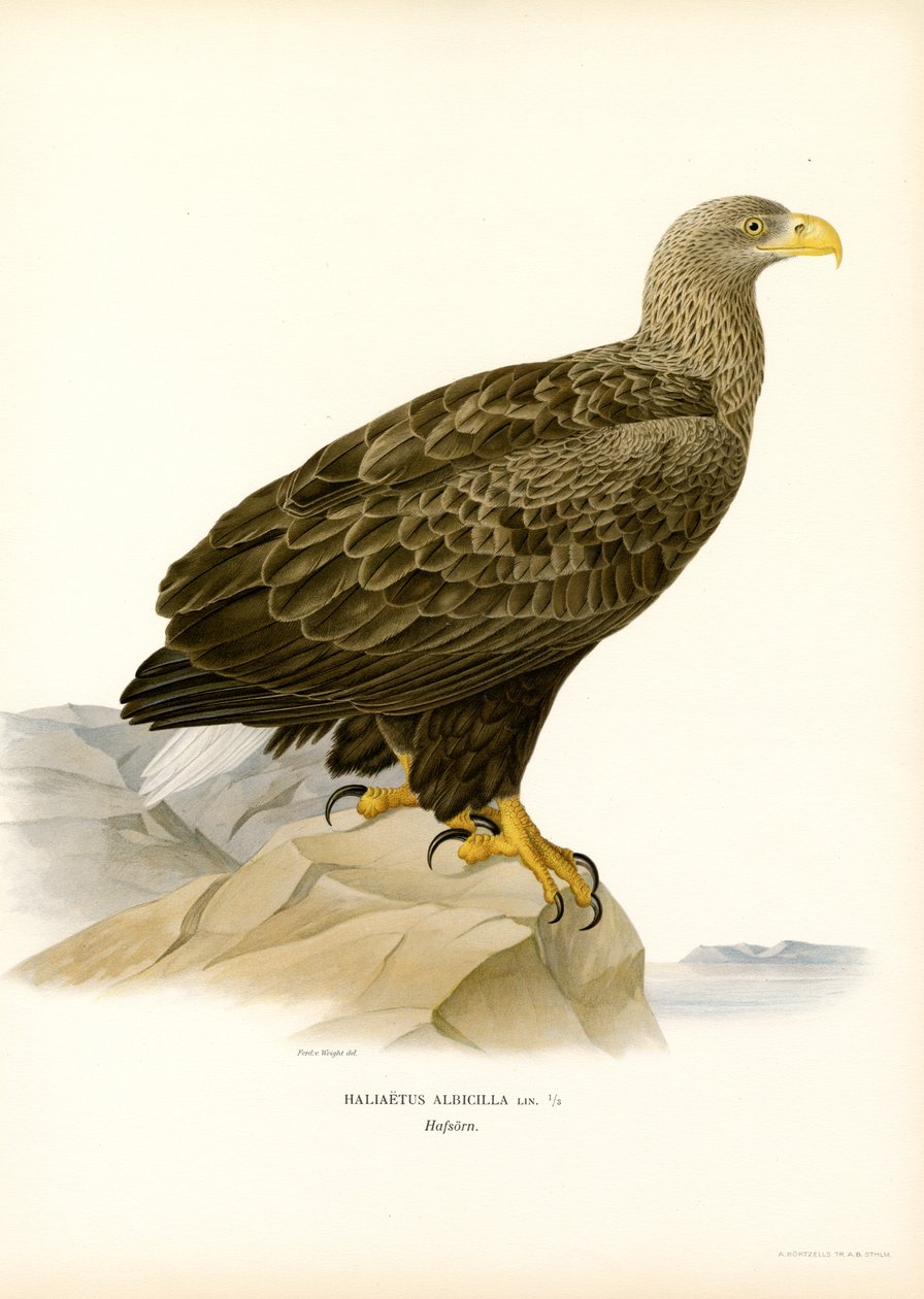 Havørn (farge litho) av Magnus Ferdinand and Wilhelm von Wright