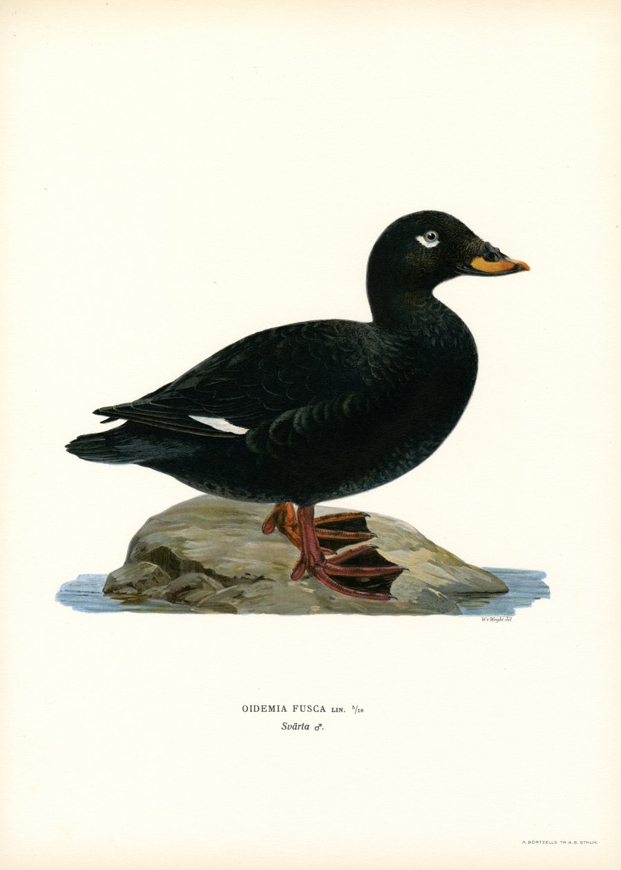 White-winged Scoter (farge litho) av Magnus Ferdinand and Wilhelm von Wright