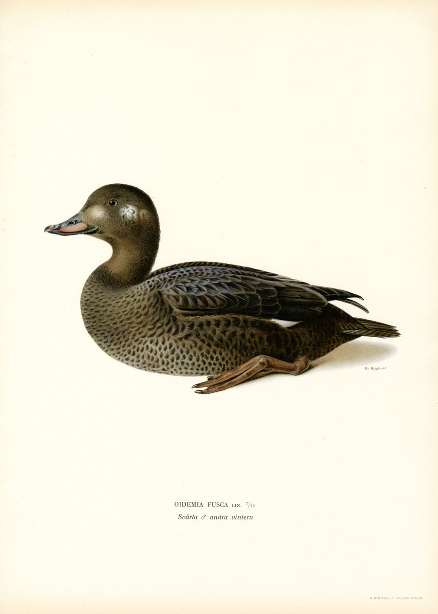 White-winged Scoter (farge litho) av Magnus Ferdinand and Wilhelm von Wright