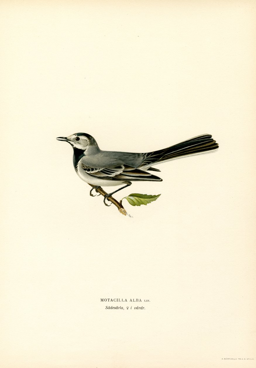 Hvit viphale (farge litho) av Magnus Ferdinand and Wilhelm von Wright