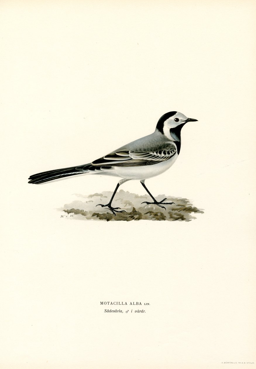 Hvit viphale (farge litho) av Magnus Ferdinand and Wilhelm von Wright