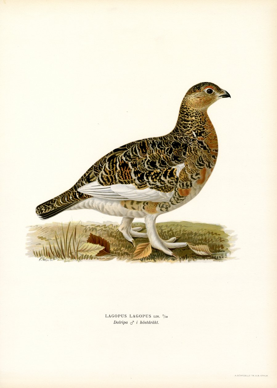 Willow Ptarmigan (farge litho) av Magnus Ferdinand and Wilhelm von Wright