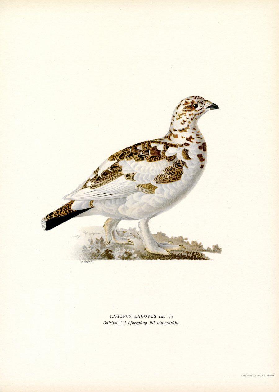 Willow Ptarmigan (farge litho) av Magnus Ferdinand and Wilhelm von Wright