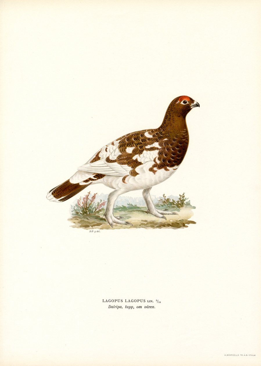 Willow Ptarmigan (farge litho) av Magnus Ferdinand and Wilhelm von Wright
