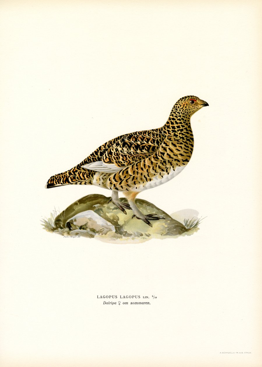 Willow Ptarmigan (farge litho) av Magnus Ferdinand and Wilhelm von Wright