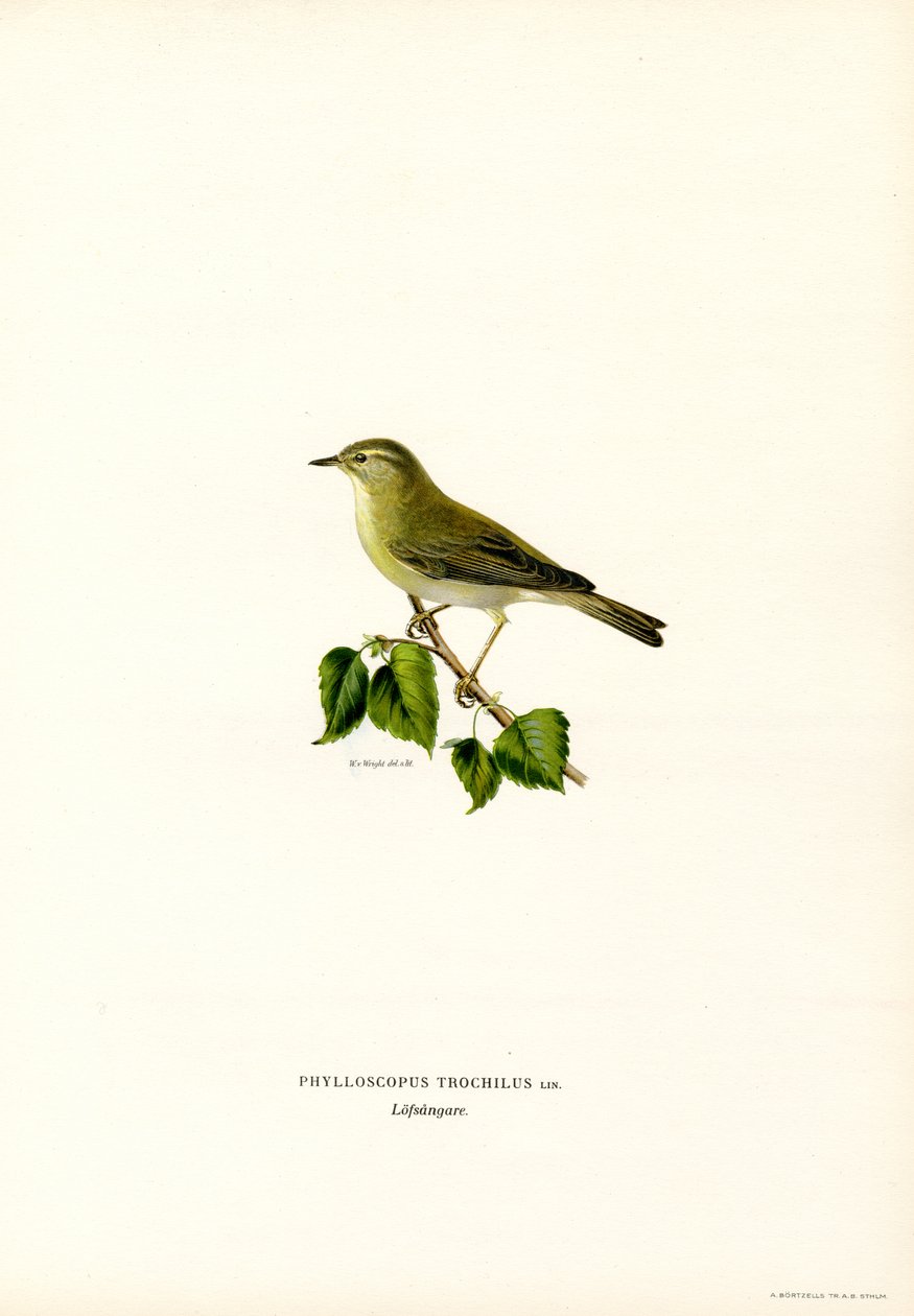 Willow Warbler (farge litho) av Magnus Ferdinand and Wilhelm von Wright
