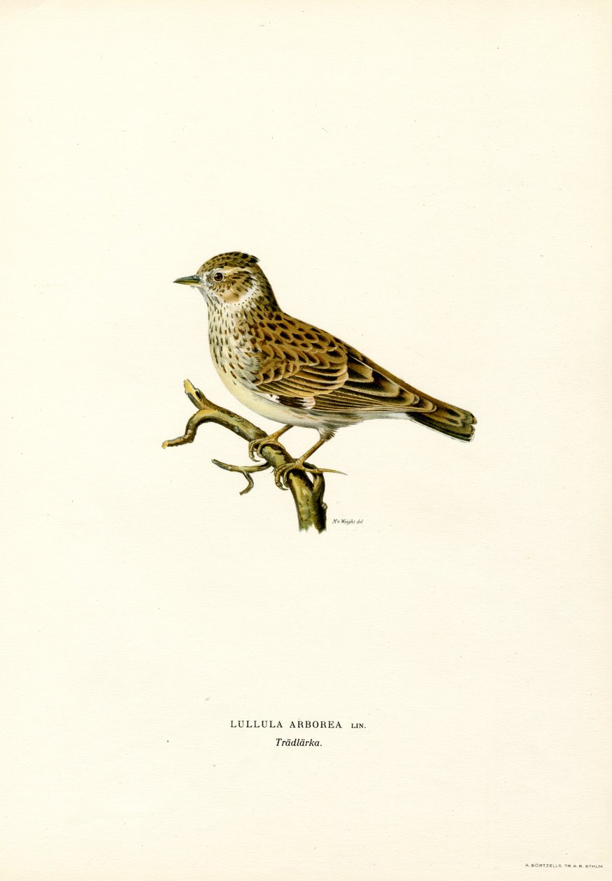 Wood Lark (farge litho) av Magnus Ferdinand and Wilhelm von Wright