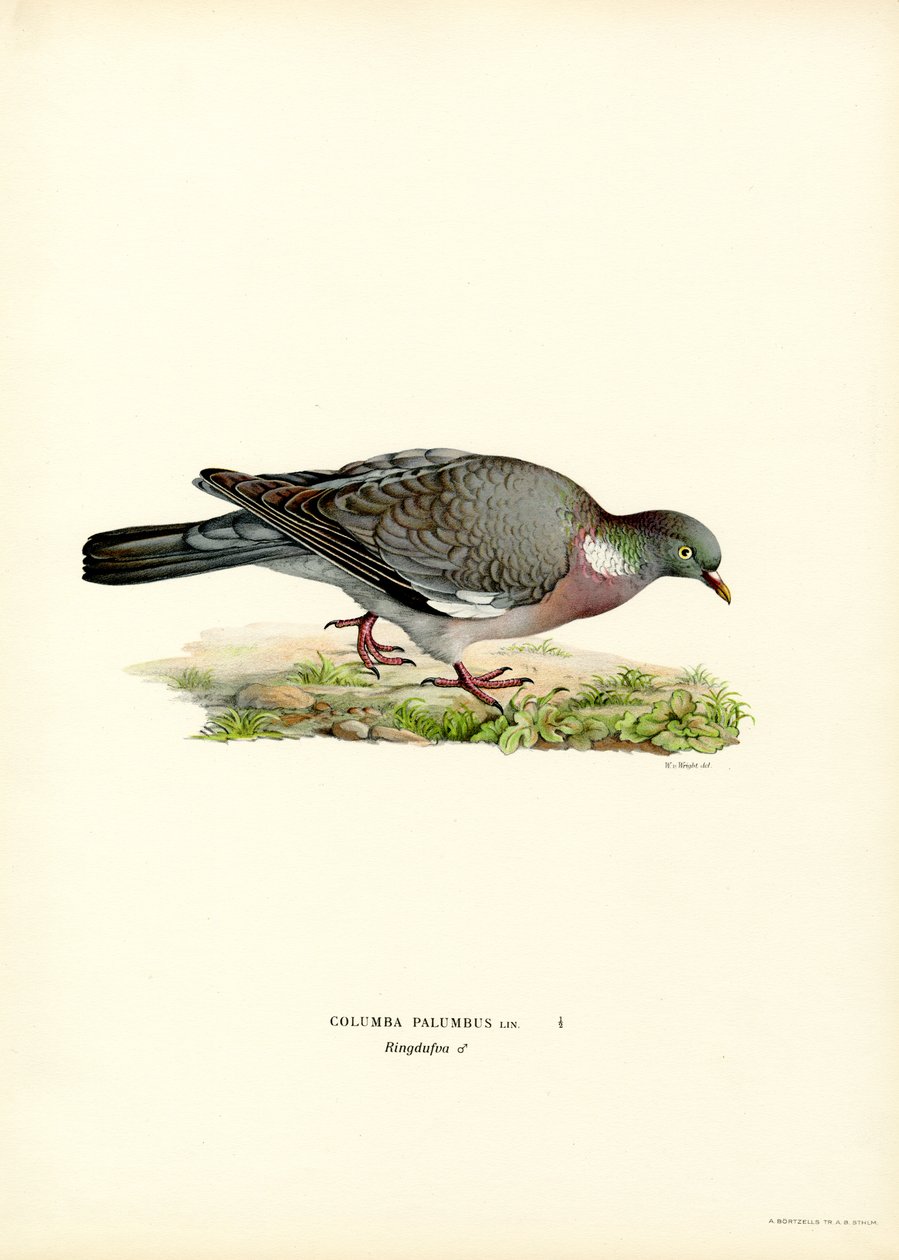 Wood Pigeon (farge litho) av Magnus Ferdinand and Wilhelm von Wright