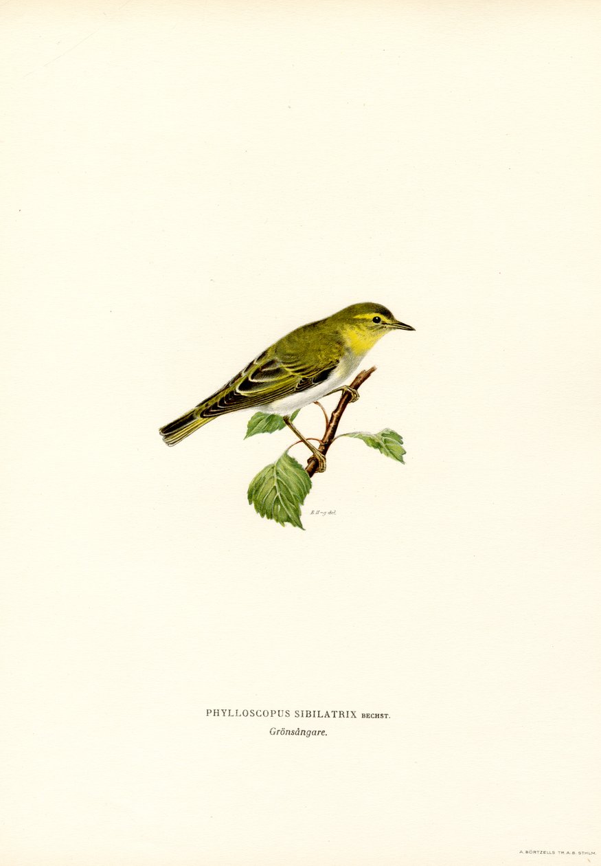 Wood Warbler (farge litho) av Magnus Ferdinand and Wilhelm von Wright