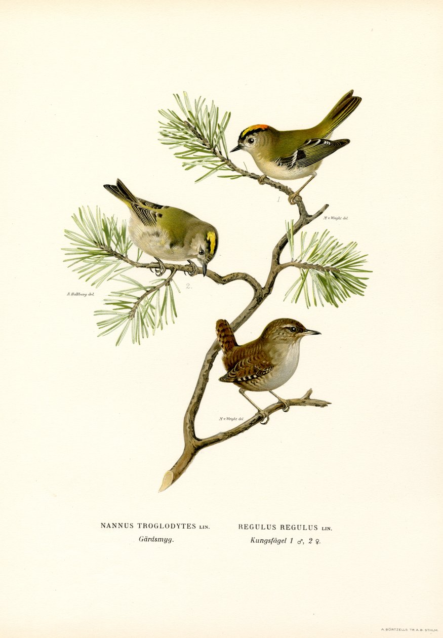 Wren (farge litho) av Magnus Ferdinand and Wilhelm von Wright