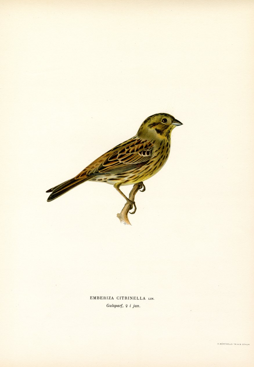 Gul spurve (farge litho) av Magnus Ferdinand and Wilhelm von Wright