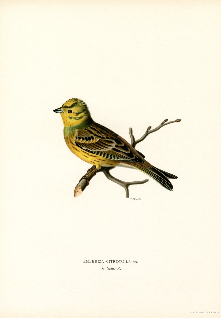 Gul spurve (farge litho) av Magnus Ferdinand and Wilhelm von Wright