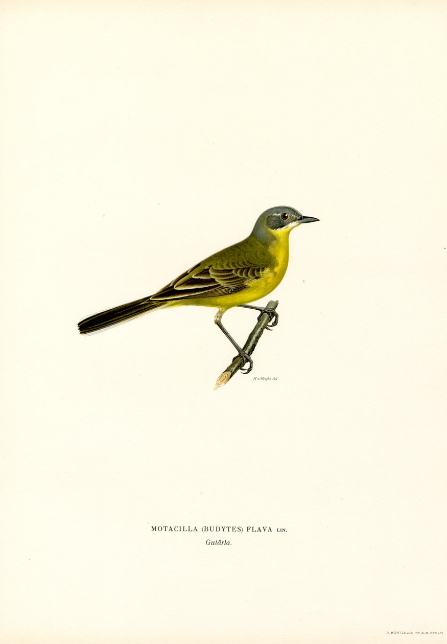 Gul vipstjert (farge litho) av Magnus Ferdinand and Wilhelm von Wright