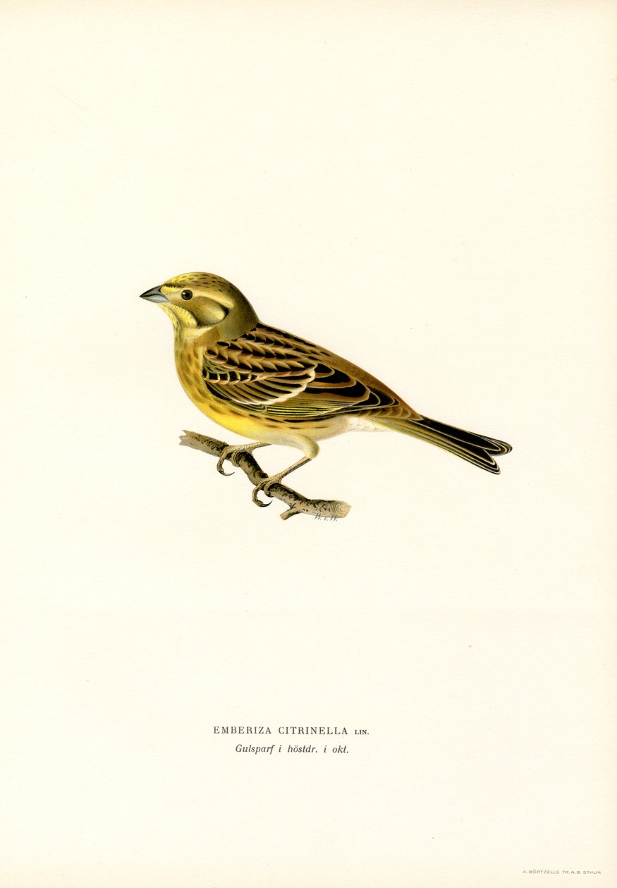 Gulhammer (Emberiza citrinella) (farge litho) av Magnus Ferdinand and Wilhelm von Wright