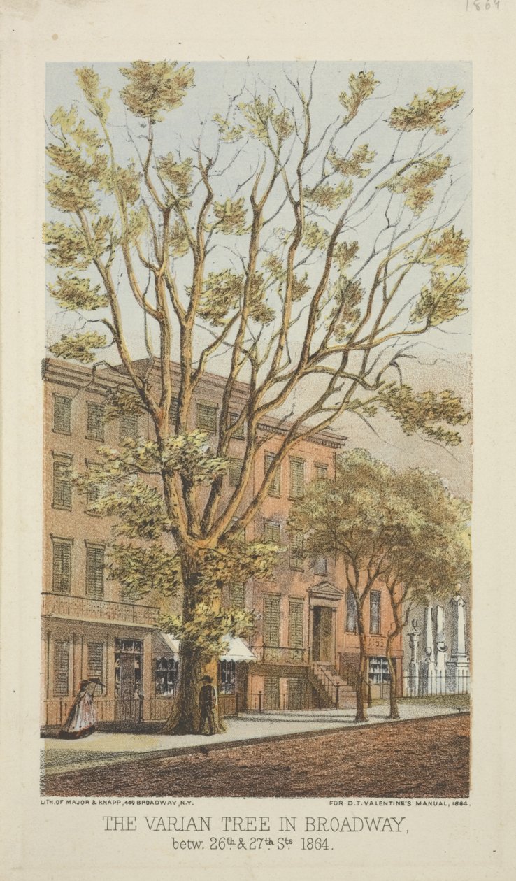 Varian Tree i Broadway, mellom 26th og 27th Streets, 1864 av Major and Knapp