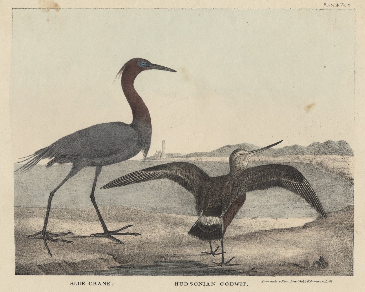 Blue Crane, Hudsonian Godwit, litho av Childs und Inman, fra 