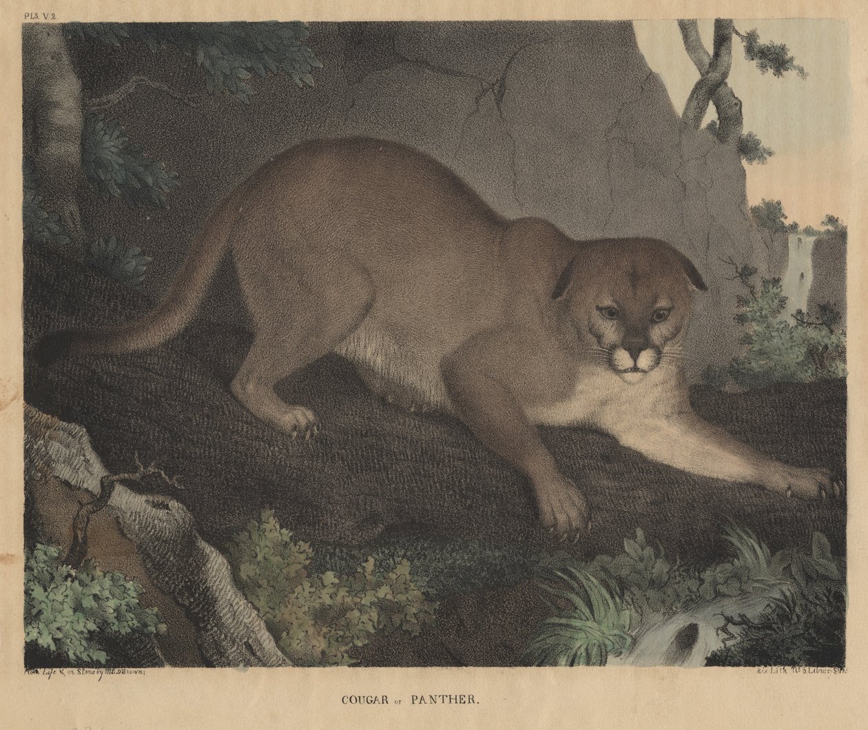 Cougar or Panther, fra 'From Cabinet of Natural History and American Rural Sports', av JT Doughty, 1832 av Mannevillette Elihu Dearing Brown