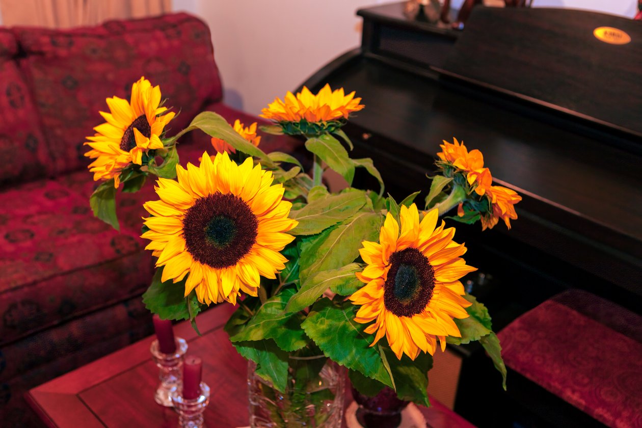Knallgule solsikker eller Helianthus Annuus fra Andesfjellene i Colombia dekorerer et hjem i Bogota by av Mano Chandra Dhas