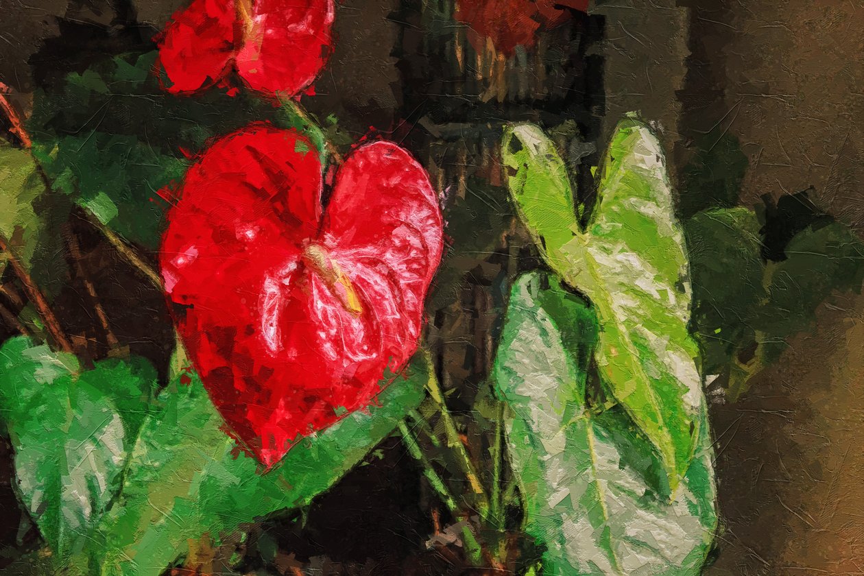 Stor rød hjerteformet anthurium av Mano Chandra Dhas