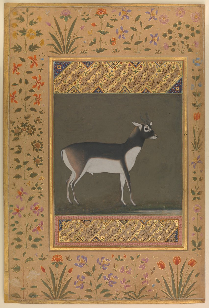 Black Buck, Folio fra Shah Jahan-albumet, ca. 1615-20 av   Manohar