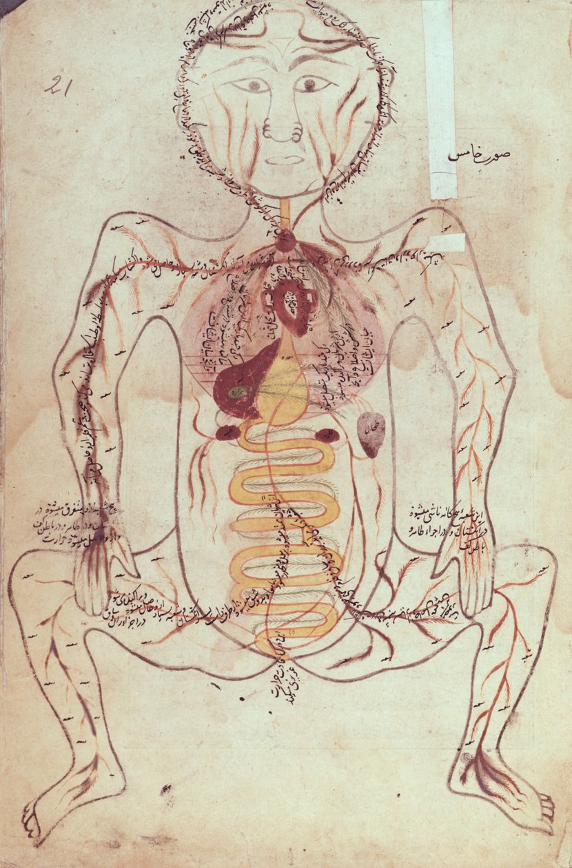 Ms Persan 1555 Anatomisk diagram over menneskets sirkulasjons- og fordøyelsessystem, ca. 1425-50 av Mansour b. Eliyas Chirazi