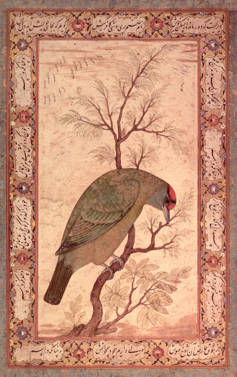 En Barbet (Himalaya blåstrupefugl) Jahangir-perioden, Mughal, 1615 av Mansur