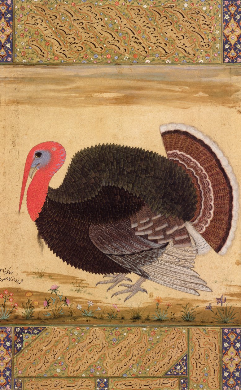 En kalkunhane, brakt til Jahangir fra Goa i 1612, fra Wantage Album, Mughal, ca. 1612 av Mansur
