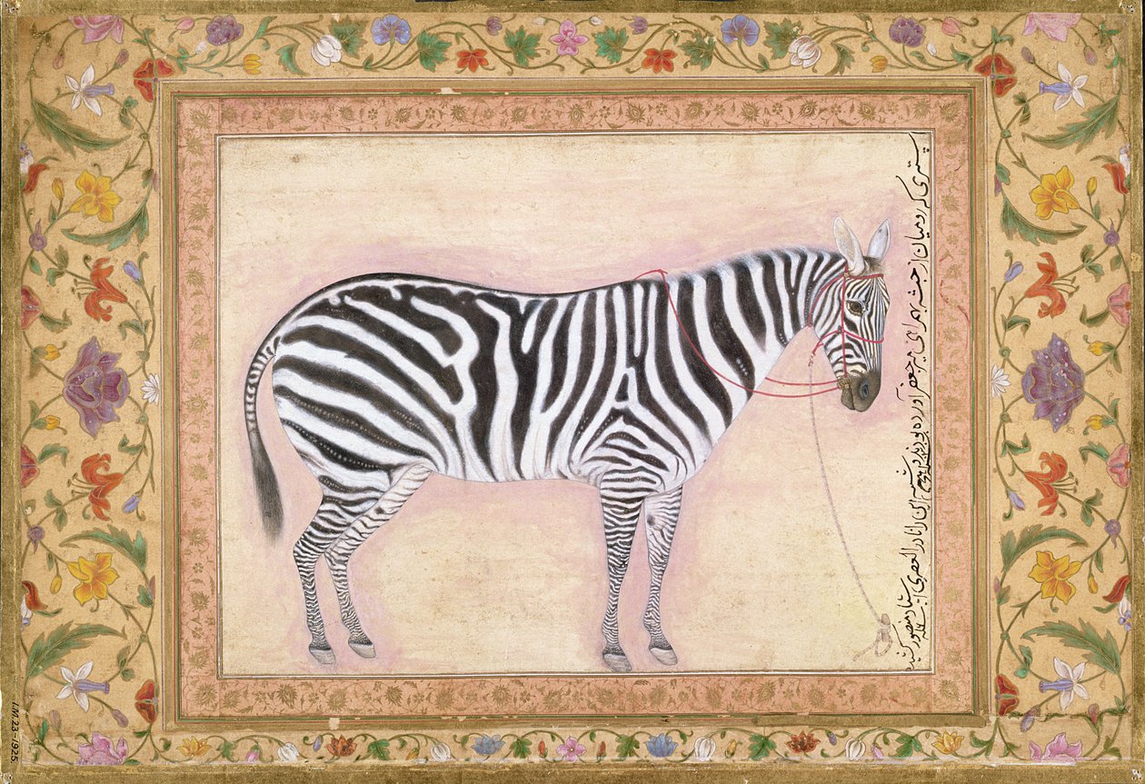 Zebra, fra 
