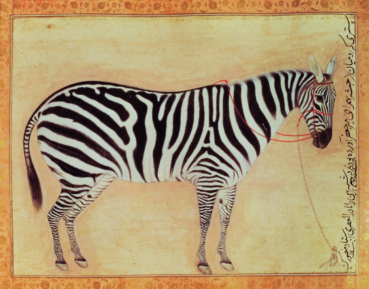 Zebra, fra Minto Album, Mughal, 1621, av Mansur