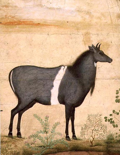 PD.78-1948 Nilgai (blå ku) Mughal School, tidlig på 1600-tallet (gouache) av Mansur (attr. to)