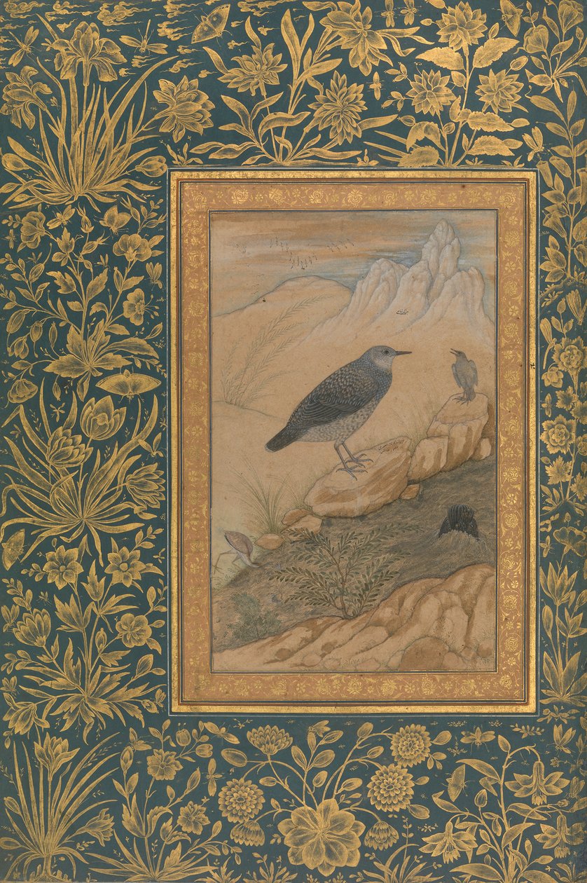 Diving Dipper and Other Birds, Folio fra Shah Jahan Album, recto: ca. 1610-15. av Mansur