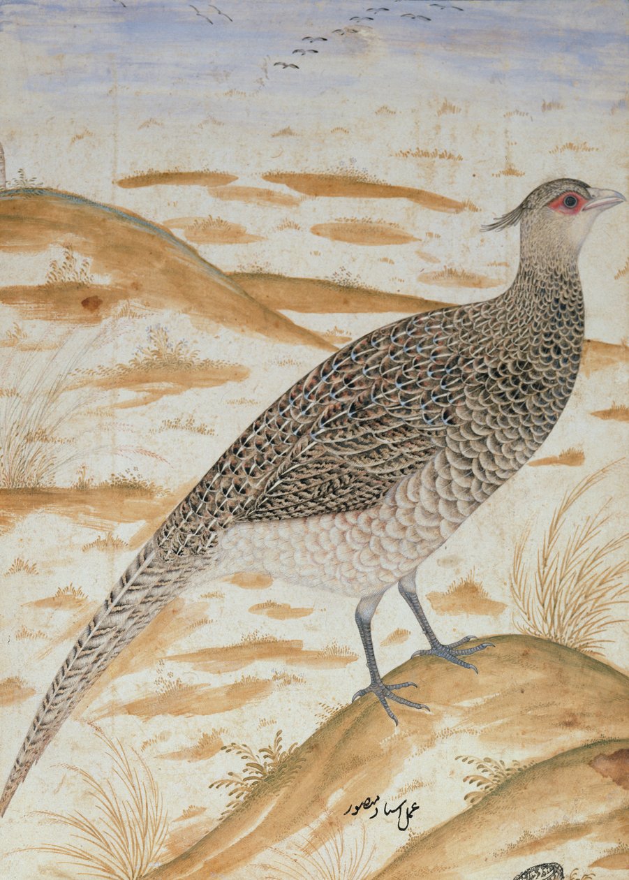 Himalaya cheer fasan, Jahangir-perioden, Mughal, ca. 1620 (akvarell) av Mansur