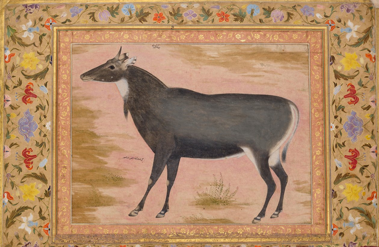 Studie av en Nilgai Blue Bull, Folio fra Shah Jahan Album, verso: ca. 1620, recto ca. 1540. av Mansur