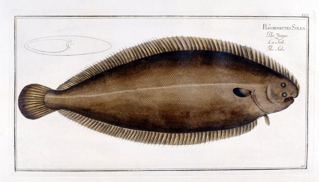 Naturhistorisk plate: La Sole d'etter Marc Elieser Bloch Ichtyologie Paris - Berlin - London 1787. av Marcus Élieser Bloch