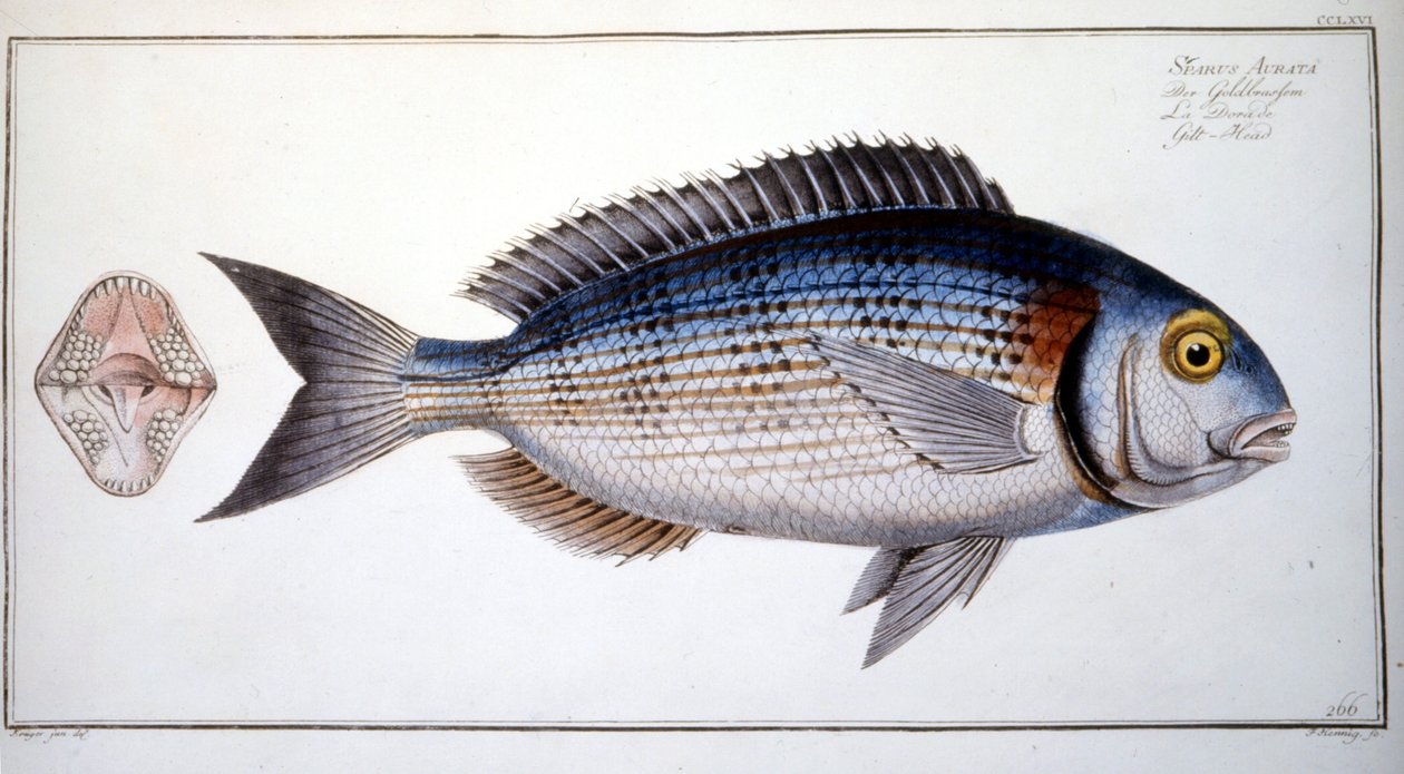 Natural History Plate: The Bream of Marc Elieser Bloch Ichtyologie Paris - Berlin - London 1787. av Marcus Élieser Bloch